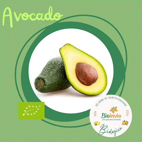 Avocado siciliano bio